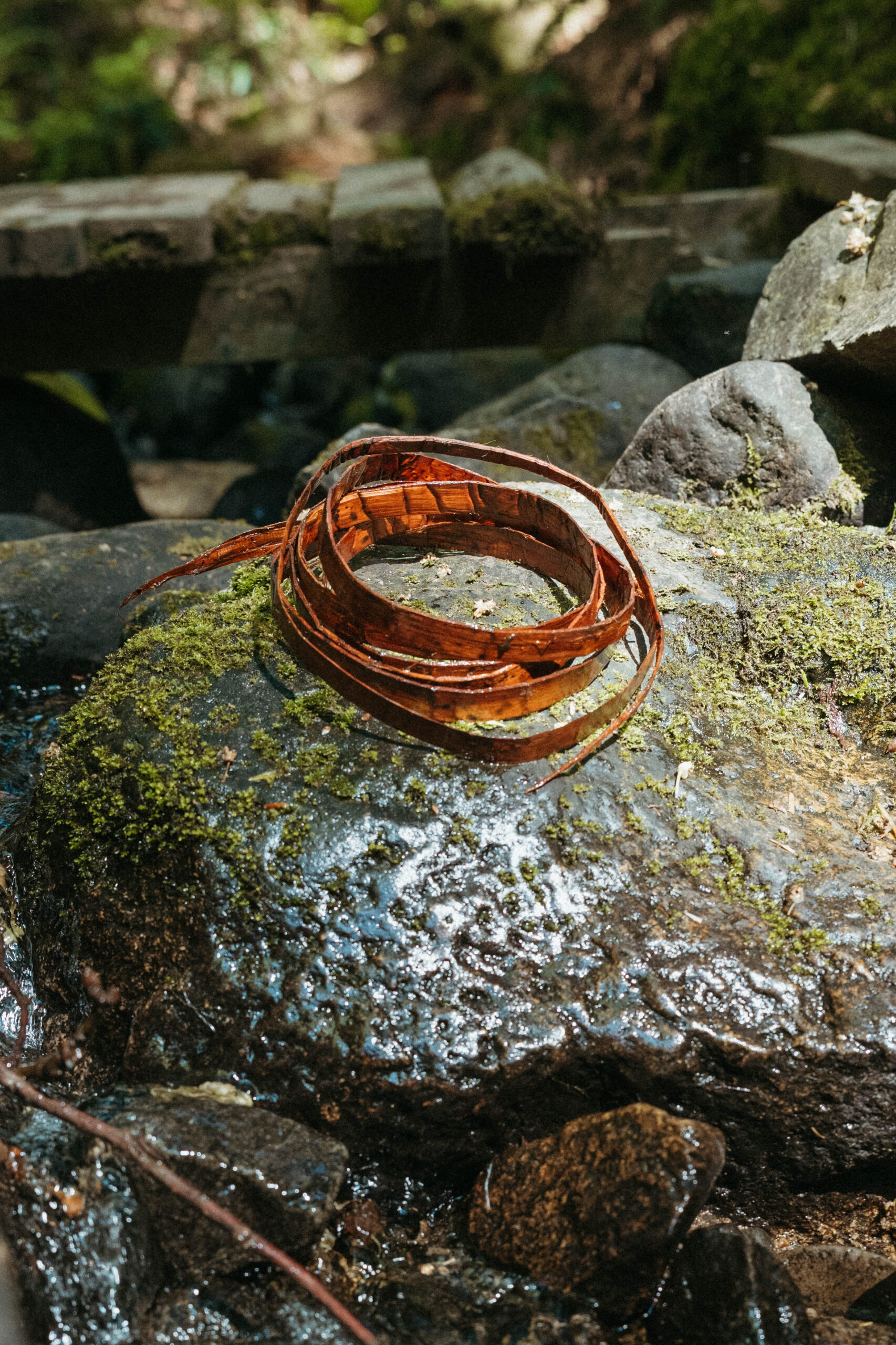 Coiled cedar strip resting on a moss-covered river rock